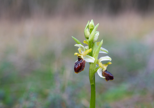 ophrys arachnitiformis ophrys arachnitiformis