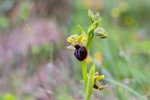 ophrys passionis ophrys passionis