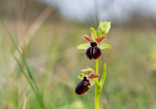 ophrys passionis ophrys passionis