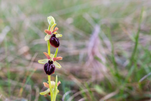 ophrys passionis ophrys passionis