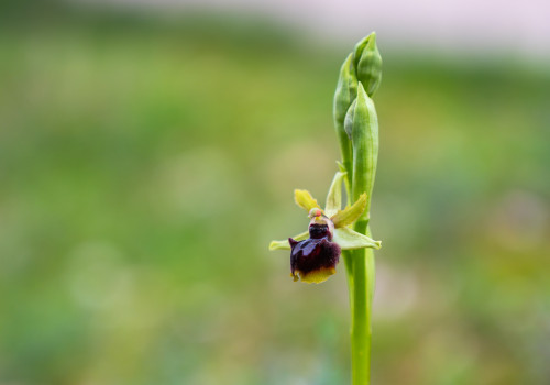 ophrys passionis ophrys passionis
