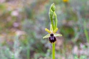 ophrys passionis ophrys passionis