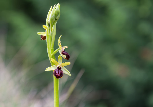 ophrys passionis ophrys passionis