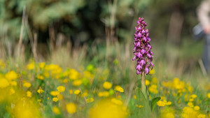 himantoglossum robertianum himantoglossum robertianum