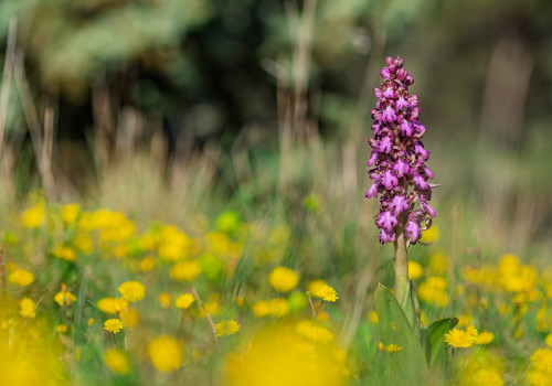 himantoglossum robertianum himantoglossum robertianum
