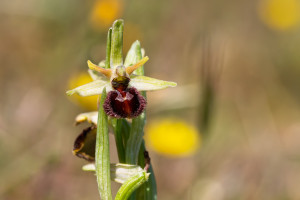 ophrys arachnitiformis ophrys arachnitiformis