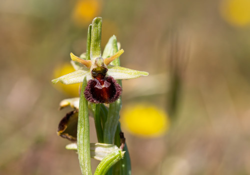 ophrys arachnitiformis ophrys arachnitiformis
