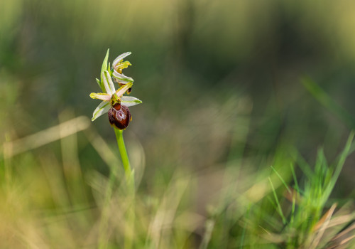 ophrys arachnitiformis ophrys arachnitiformis