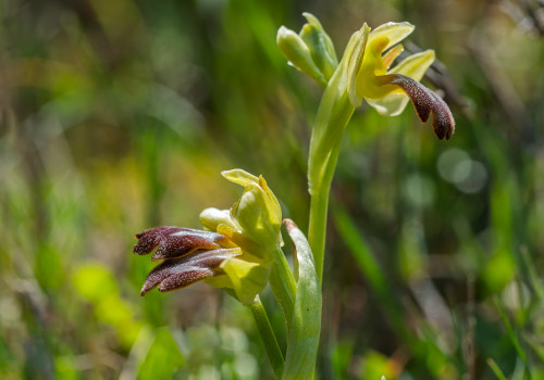 ophrys forestieri ophrys forestieri