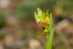 ophrys forestieri ophrys forestieri