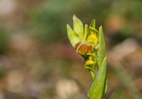 ophrys forestieri ophrys forestieri