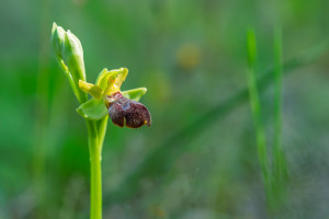 ophrys forestieri x passionis 10 ophrys forestieri x passionis 10