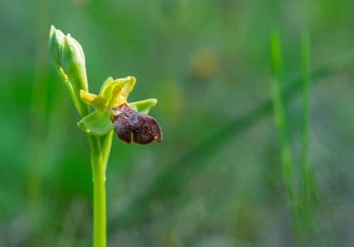 ophrys forestieri x passionis 10 ophrys forestieri x passionis 10