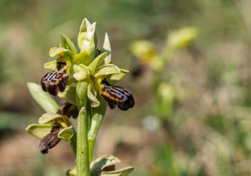 ophrys forestieri x passionis ophrys forestieri x passionis