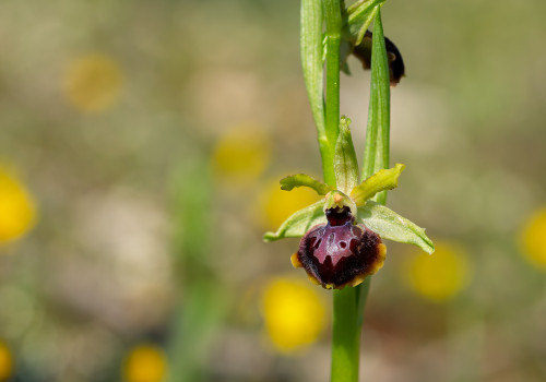 ophrys passionis ophrys passionis
