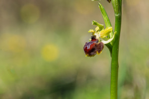 ophrys provincialis ophrys provincialis
