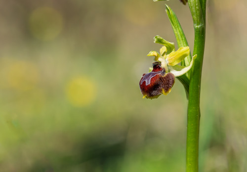 ophrys provincialis ophrys provincialis