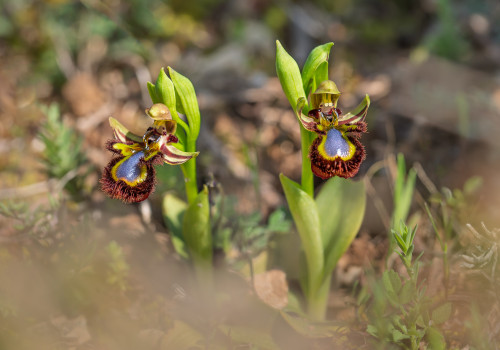 ophrys speculum ophrys speculum