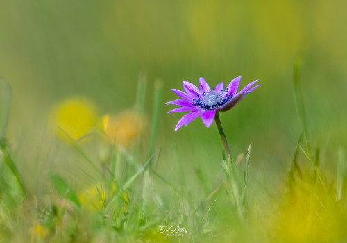 anemone hortensis   anemone des fleuristes