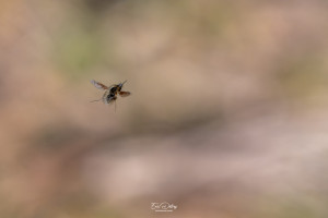 bombylius minor le petit bombyle 10 bombylius minor le petit bombyle 10