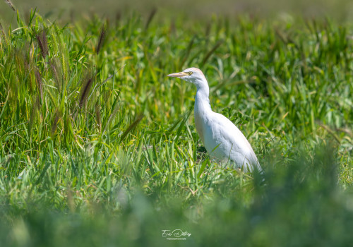 bubulcus ibis   heron garde boeufs
