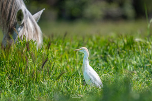 bubulcus ibis heron garde boeufs bubulcus ibis heron garde boeufs