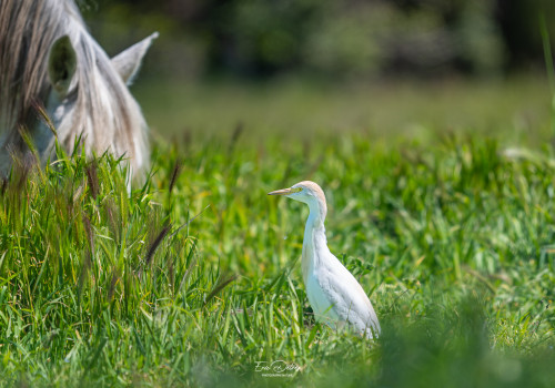 bubulcus ibis   heron garde boeufs