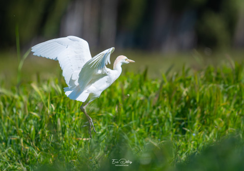 bubulcus ibis   heron garde boeufs