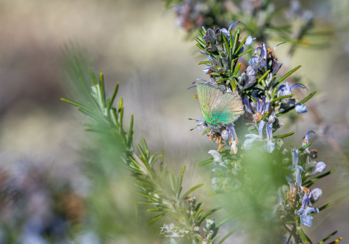 callophrys rubi   argus vert