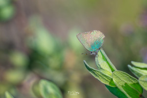 callophrys rubi argus vert callophrys rubi argus vert