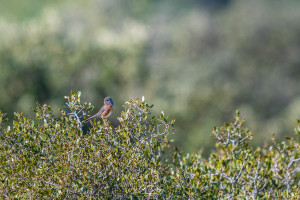 curruca undata fauvette pitchou curruca undata fauvette pitchou