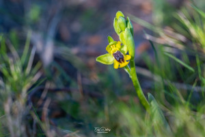 ophrys lutea ophrys lutea