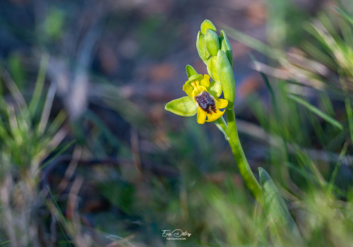 ophrys lutea