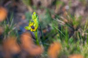 ophrys lutea ophrys lutea