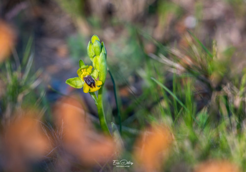 ophrys lutea