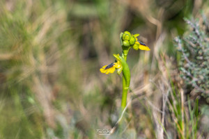 ophrys lutea ophrys lutea