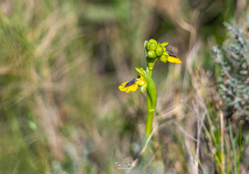 ophrys lutea