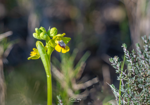 ophrys lutea