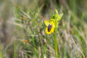 ophrys lutea ophrys lutea