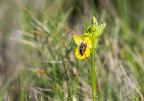 ophrys lutea