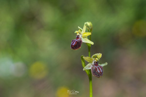 ophrys provincialis 10 ophrys provincialis 10