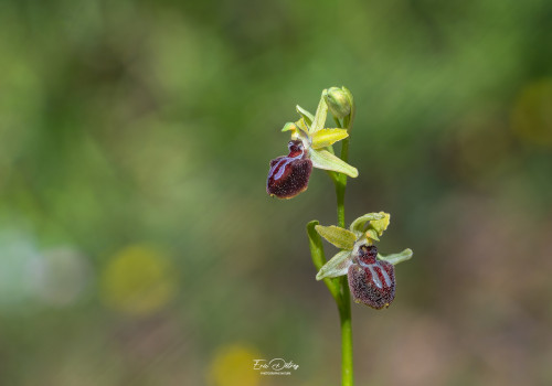 ophrys provincialis 10