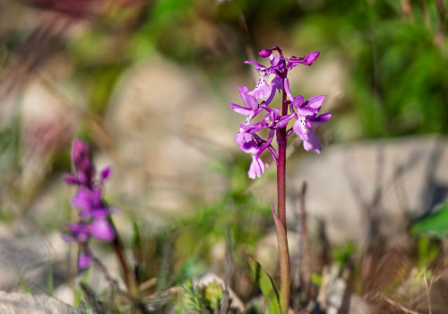 androrchis olbiensis androrchis olbiensis