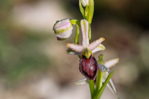 ophrys arachnitiformis ophrys arachnitiformis