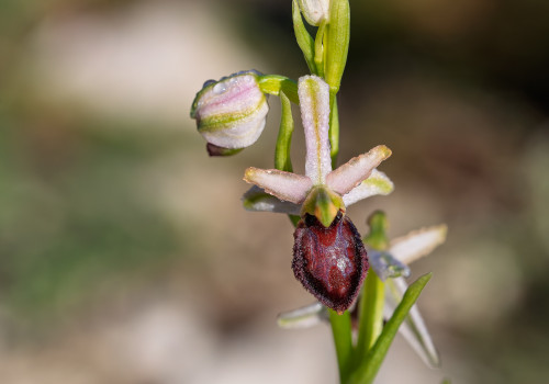 ophrys arachnitiformis ophrys arachnitiformis