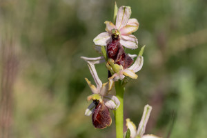 ophrys arachnitiformis ophrys arachnitiformis