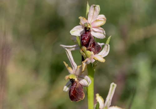 ophrys arachnitiformis ophrys arachnitiformis
