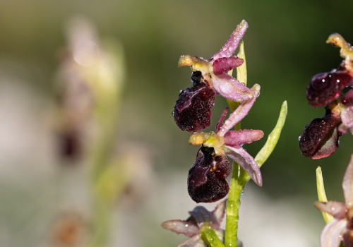 ophrys arachnitiformis ophrys arachnitiformis