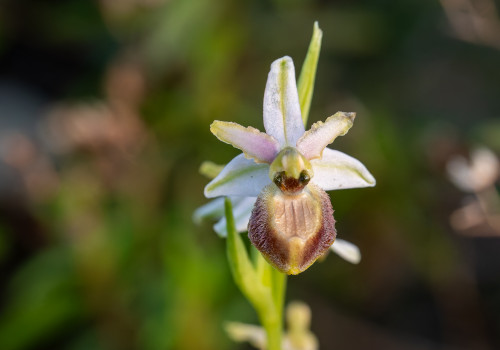 ophrys arachnitiformis ophrys arachnitiformis