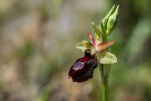 ophrys aurelia x provincialis ophrys aurelia x provincialis